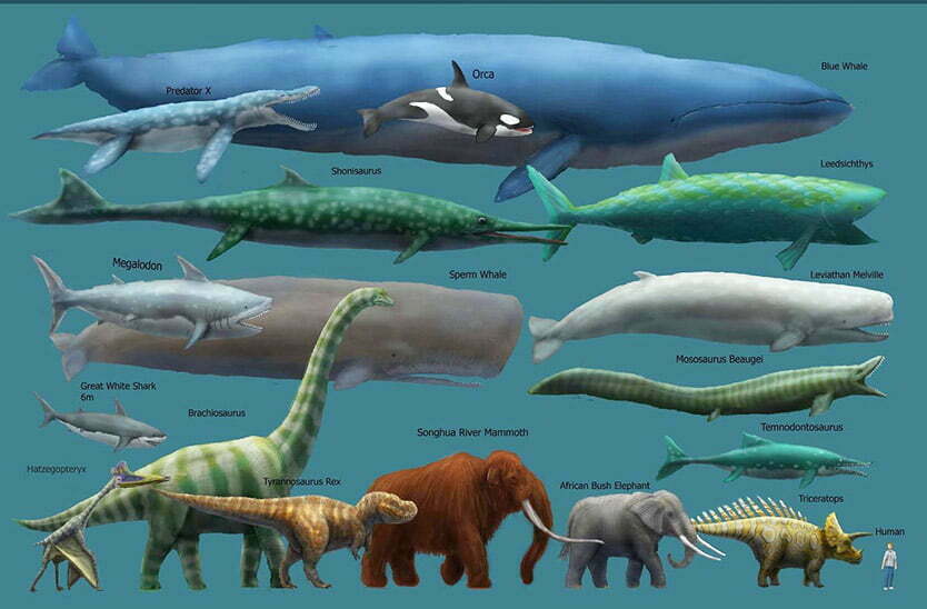 وال آبی بزرگترین حیوان جهان