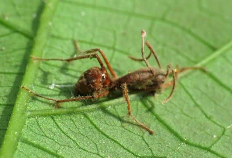انگل‌هایی که مورچه‌ها را به زامبی تبدیل می‌کنند