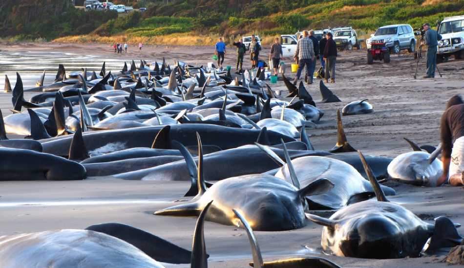 خودکشی نهنگ‌ها / Whale stranding