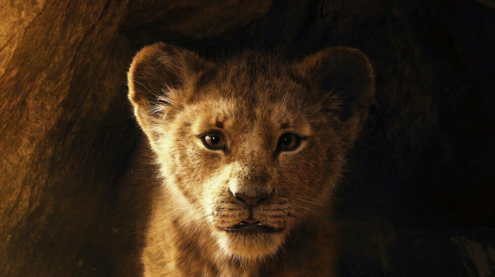 شیر شاه / the lion king