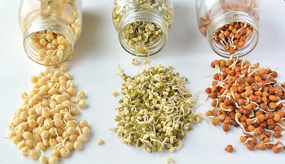 طرز تهیه جوانه در منزل/ Sprouting