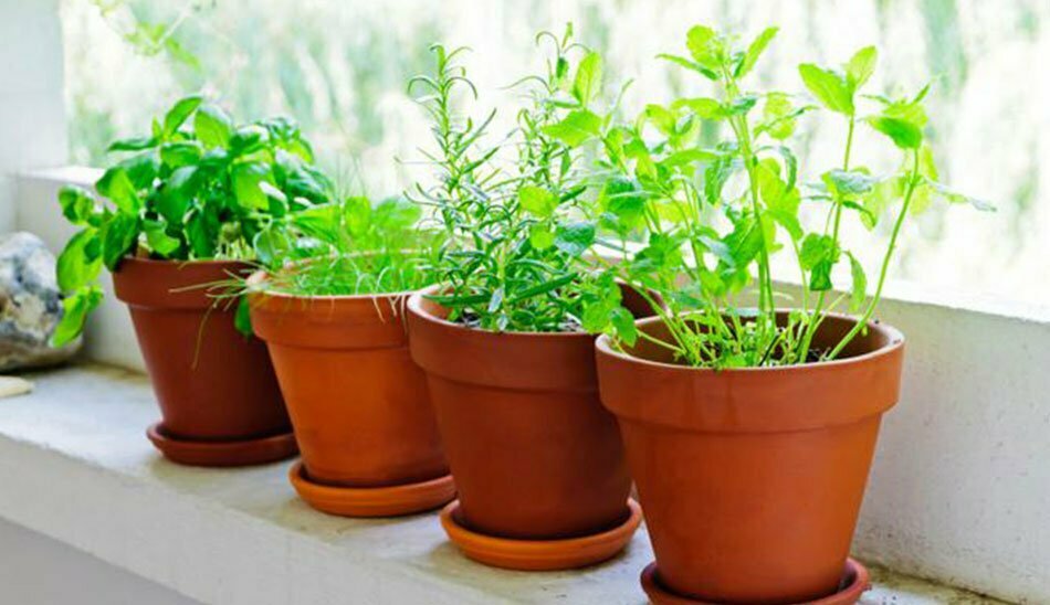 پرورش سبزی در خانه