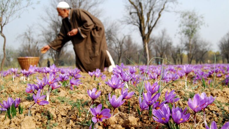 خرید زعفران از کشاورز
