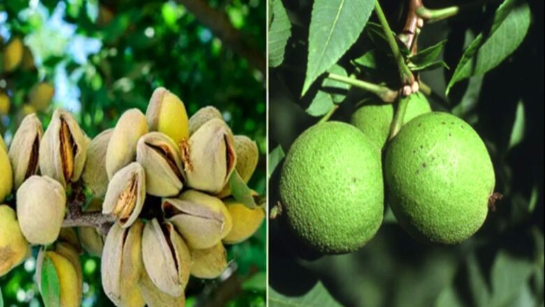 راهنمای خرید بهترین ارقام نهال گردو و بادام تجاری