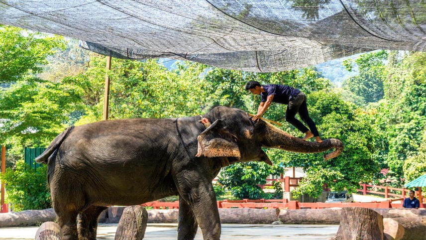 Kuala Gandah Elephant Sanctuary